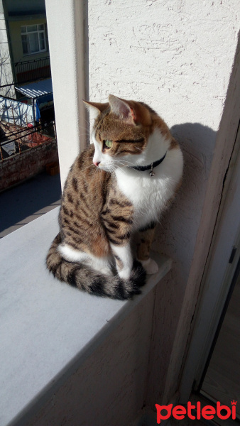 Tekir Kedi, Kedi  Paşa  fotoğrafı