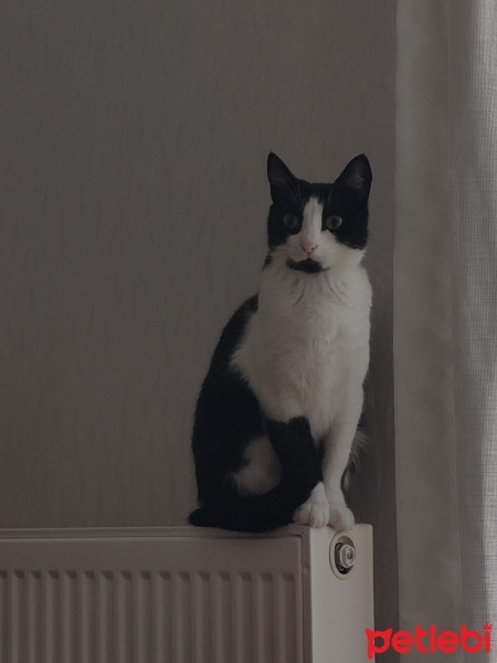 Tuxedo (Smokin) Kedi, Kedi  Çıtır fotoğrafı