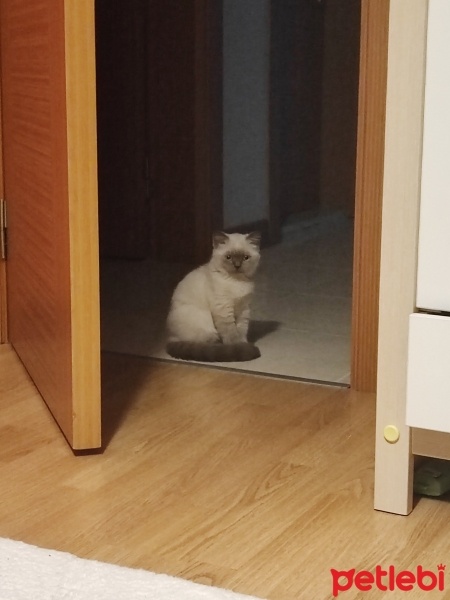 British Shorthair, Kedi  Şövalye fotoğrafı