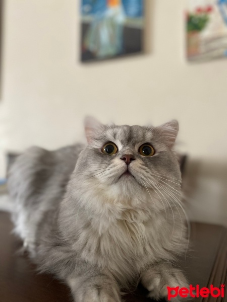 British Longhair, Kedi  paris fotoğrafı