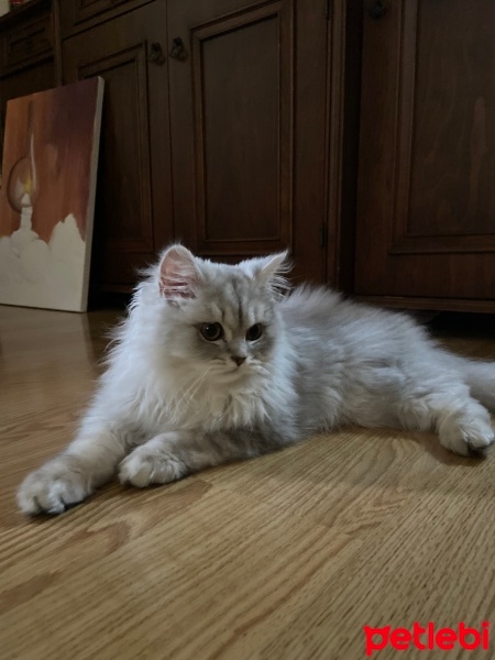 British Longhair, Kedi  paris fotoğrafı