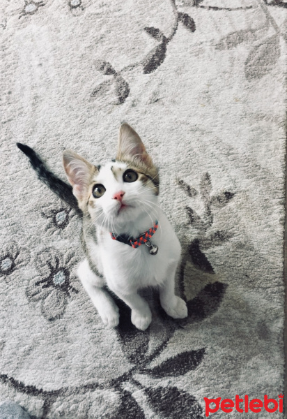 Tekir Kedi, Kedi  Kısmet fotoğrafı