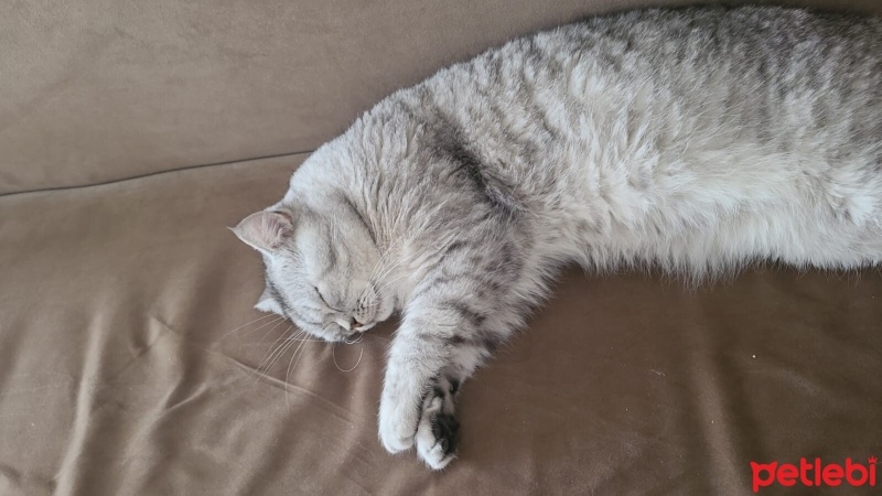 Scottish Fold, Kedi  Geveze fotoğrafı