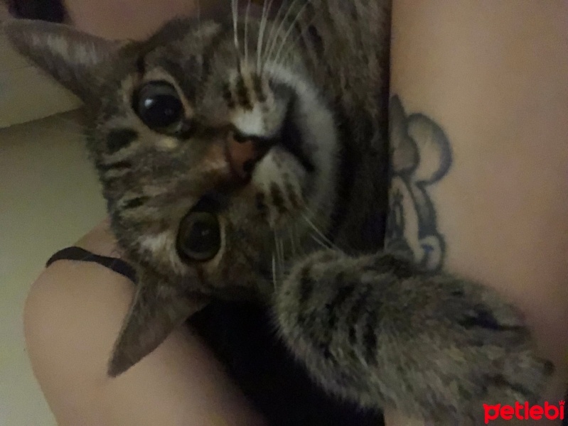 Tekir Kedi, Kedi  Boncuk fotoğrafı