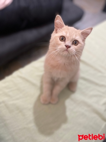 British Shorthair, Kedi  Cash fotoğrafı