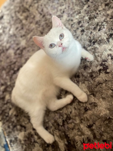 Scottish Fold, Kedi  bella fotoğrafı