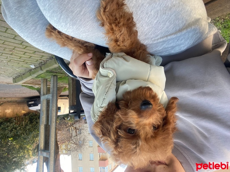 Poodle (Minyatür Kaniş), Köpek  Fonky fotoğrafı