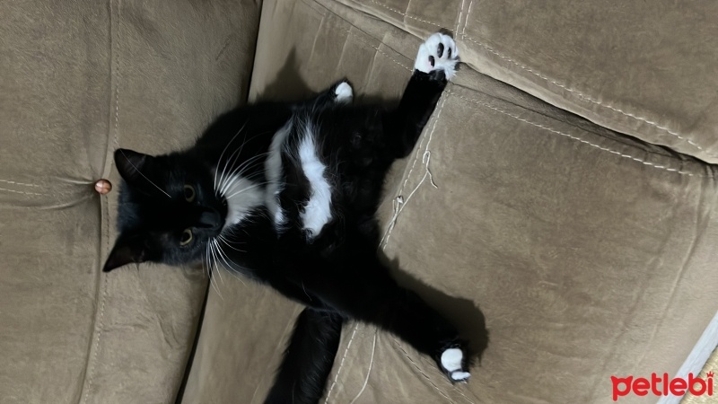 Tekir Kedi, Kedi  Zeytin fotoğrafı