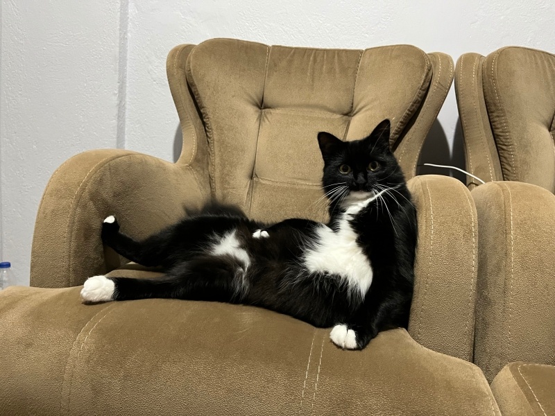 Tekir Kedi, Kedi  Zeytin fotoğrafı