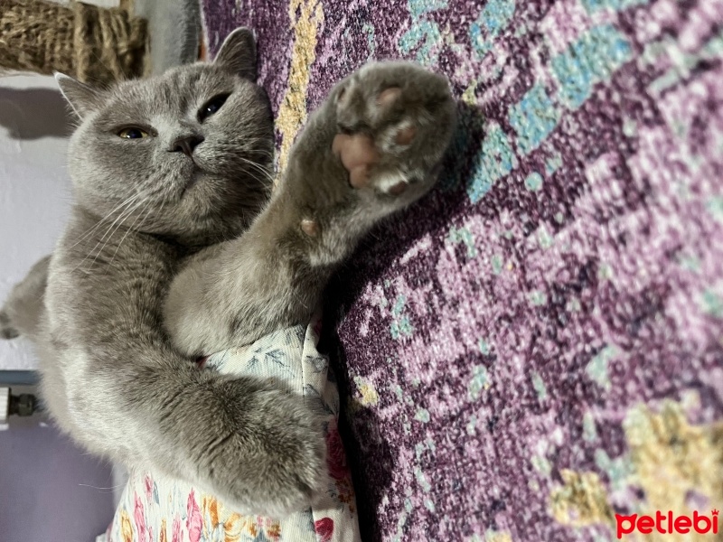 Scottish Fold, Kedi  Marvin fotoğrafı