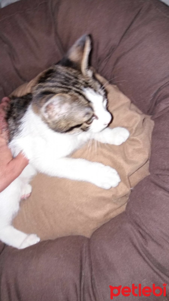 Tekir Kedi, Kedi  Kepçe fotoğrafı