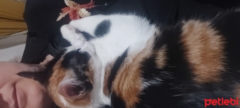 Tekir Kedi, Kedi  Tospik fotoğrafı