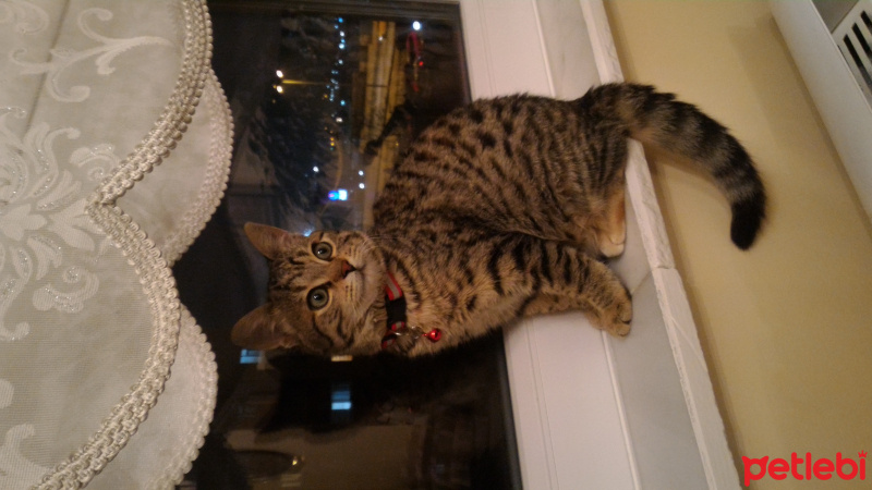 Tekir Kedi, Kedi  ȘANSLI fotoğrafı