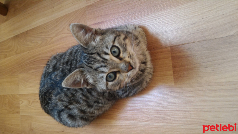 Tekir Kedi, Kedi  ȘANSLI fotoğrafı