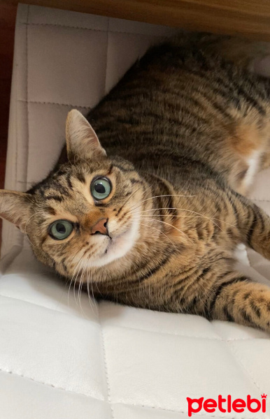 Tekir Kedi, Kedi  ȘANSLI fotoğrafı