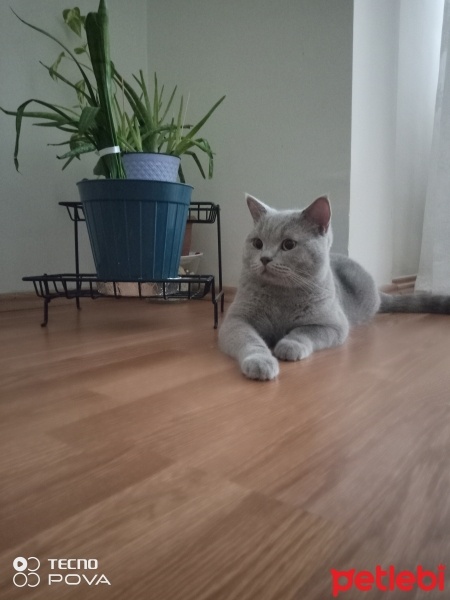 British Shorthair, Kedi  Duman fotoğrafı