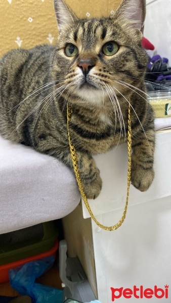 Tekir Kedi, Kedi  Vita fotoğrafı