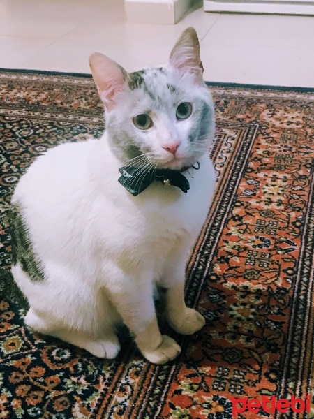 Tekir Kedi, Kedi  Çerez fotoğrafı