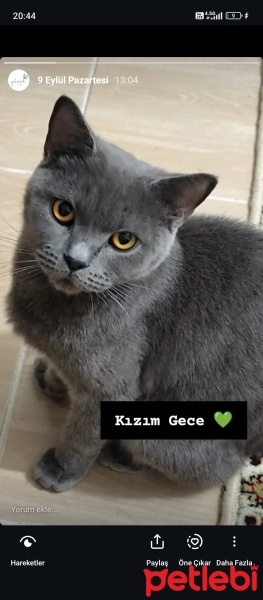 British Shorthair, Kedi  Gece fotoğrafı