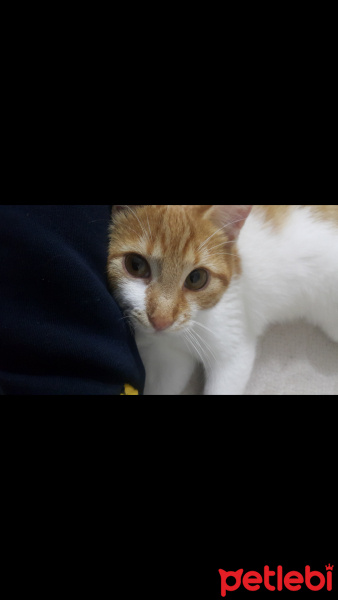 Tekir Kedi, Kedi  Lima fotoğrafı