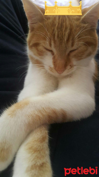 Tekir Kedi, Kedi  Lima fotoğrafı