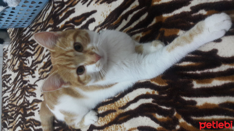 Tekir Kedi, Kedi  Lima fotoğrafı
