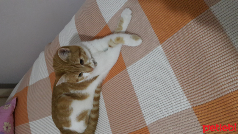 Tekir Kedi, Kedi  Lima fotoğrafı