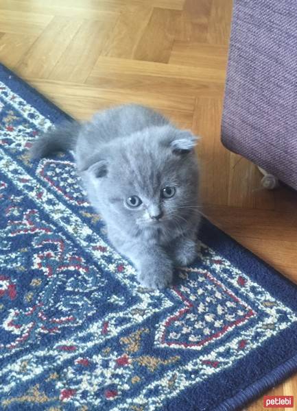 Scottish Fold, Kedi  Duman fotoğrafı