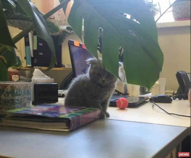 Scottish Fold, Kedi  Duman fotoğrafı