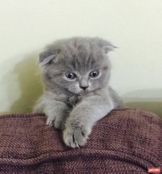 Scottish Fold, Kedi  Duman fotoğrafı