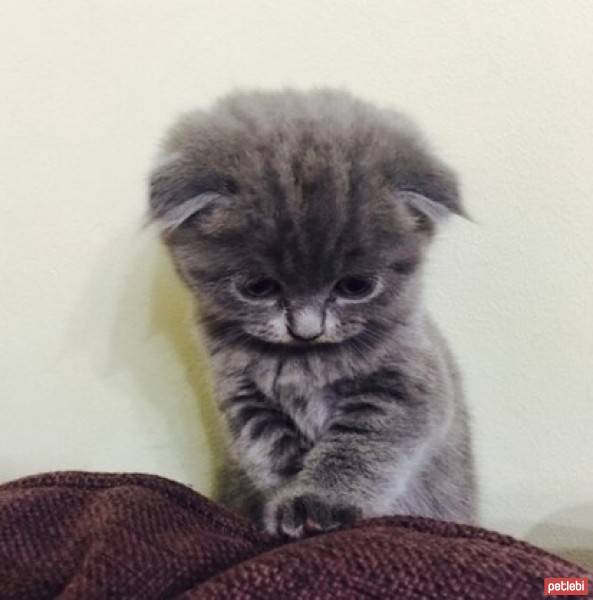 Scottish Fold, Kedi  Duman fotoğrafı