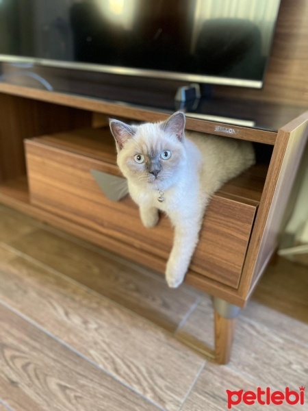 British Shorthair, Kedi  Latte fotoğrafı