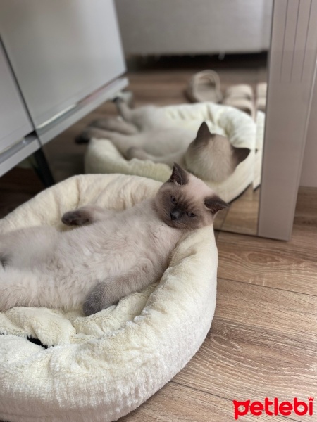 British Shorthair, Kedi  Latte fotoğrafı