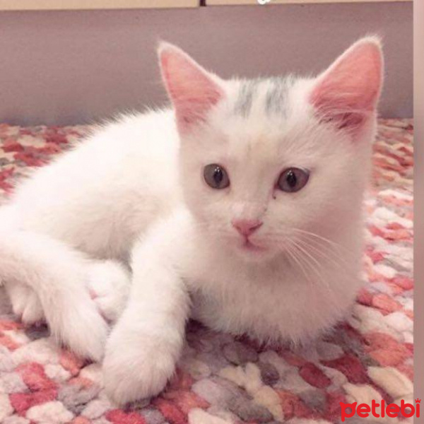 Ankara Kedisi, Kedi  Mia fotoğrafı