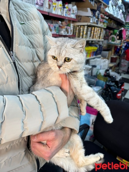 Brazilian Shorthair, Kedi  Boncuk fotoğrafı