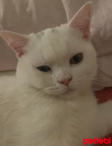 British Shorthair, Kedi  Yaman fotoğrafı