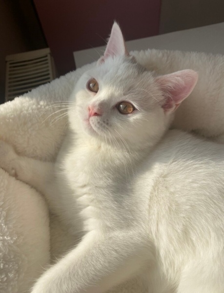 British Shorthair, Kedi  Yaman fotoğrafı