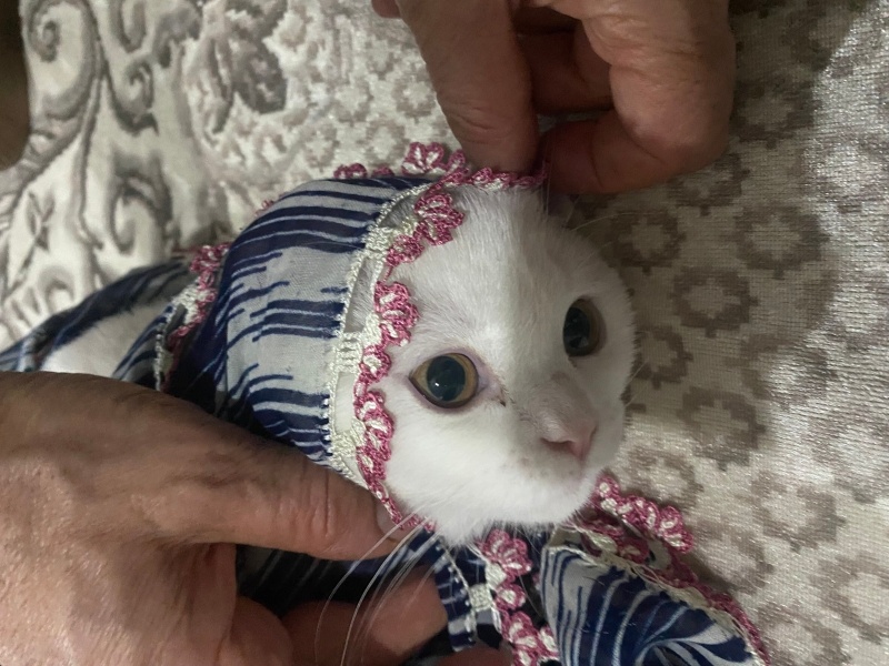 British Shorthair, Kedi  Yaman fotoğrafı