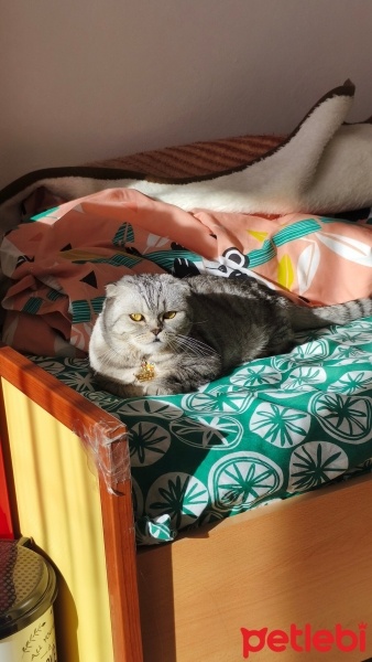 Scottish Fold, Kedi  Zada fotoğrafı