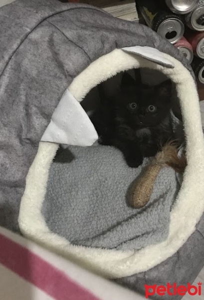 Tekir Kedi, Kedi  Duman fotoğrafı