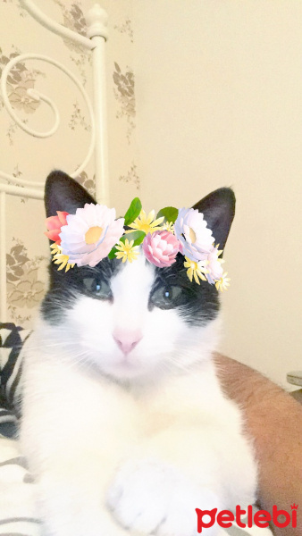 Tekir Kedi, Kedi  Sembuse fotoğrafı