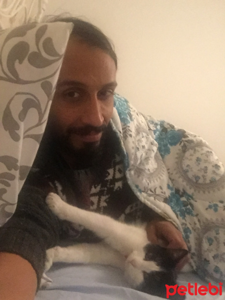 Tekir Kedi, Kedi  Sembuse fotoğrafı