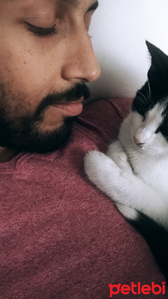 Tekir Kedi, Kedi  Sembuse fotoğrafı