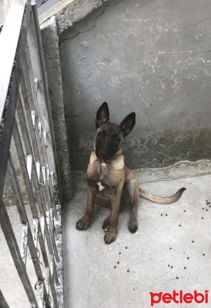 Belçika Malinois, Köpek  Tarçın fotoğrafı