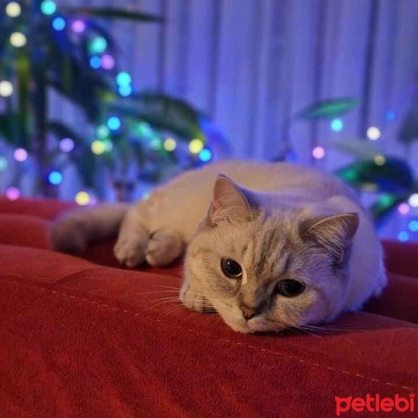 British Shorthair, Kedi  Maira fotoğrafı