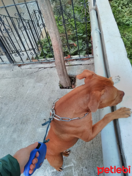 Amerikan Pitbull Terrier, Köpek  Mathilda fotoğrafı