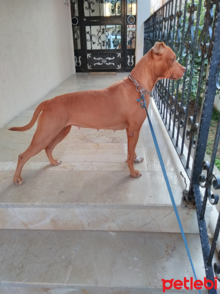 Amerikan Pitbull Terrier, Köpek  Mathilda fotoğrafı