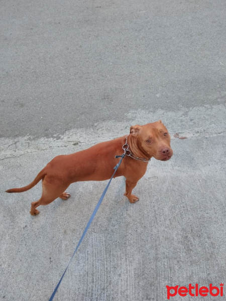 Amerikan Pitbull Terrier, Köpek  Mathilda fotoğrafı