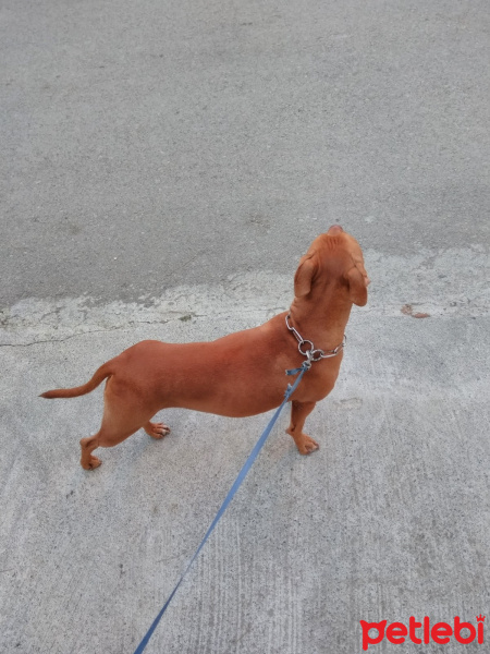 Amerikan Pitbull Terrier, Köpek  Mathilda fotoğrafı