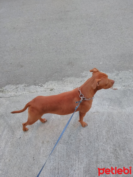 Amerikan Pitbull Terrier, Köpek  Mathilda fotoğrafı
